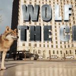 Capa do jogo WOLF IN THE CITY